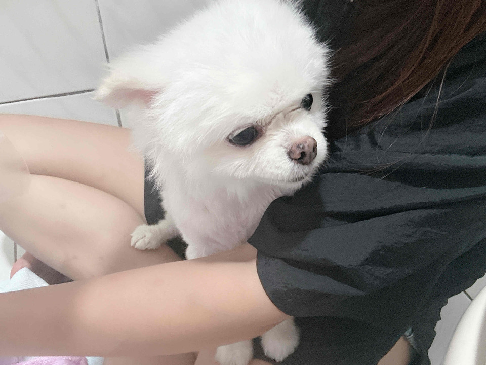 🌟🌟🌟新竹🌟🌟🌟寵物美容洗澡🛁🐱🐶 - 服務說明 3