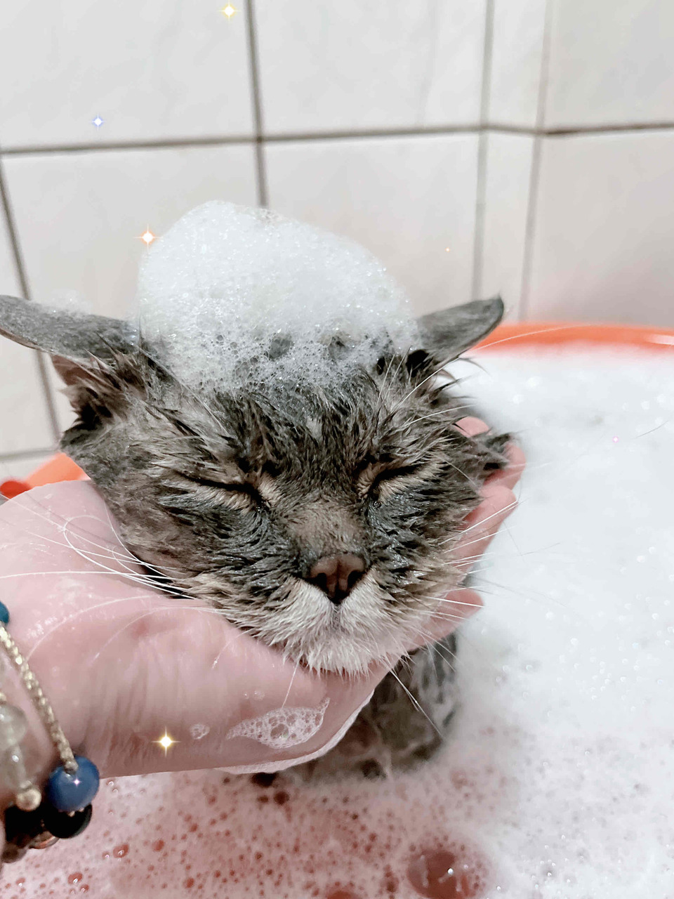 🌟🌟🌟新竹🌟🌟🌟寵物美容洗澡🛁🐱🐶 - 服務說明 6