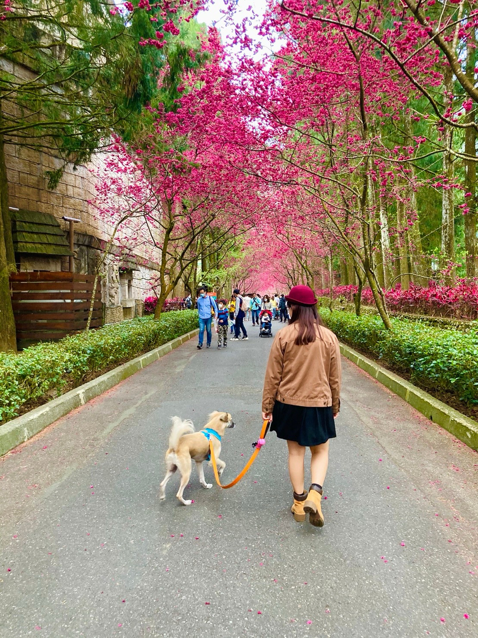 擔心狗狗一個人在家嗎？讓我陪伴他們吧！ - 服務說明 3