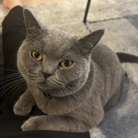 ご自宅でのわんちゃんねこちゃんシッター