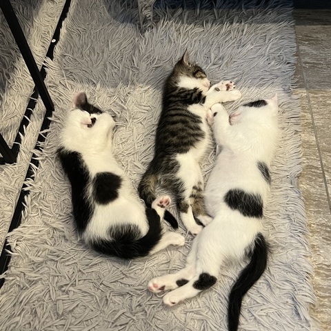 ご自宅でのわんちゃんねこちゃんシッター