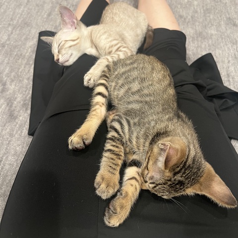 ご自宅でのわんちゃんねこちゃんシッター
