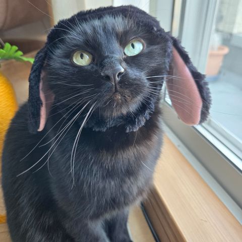 訪問シッター(PET SITTER)