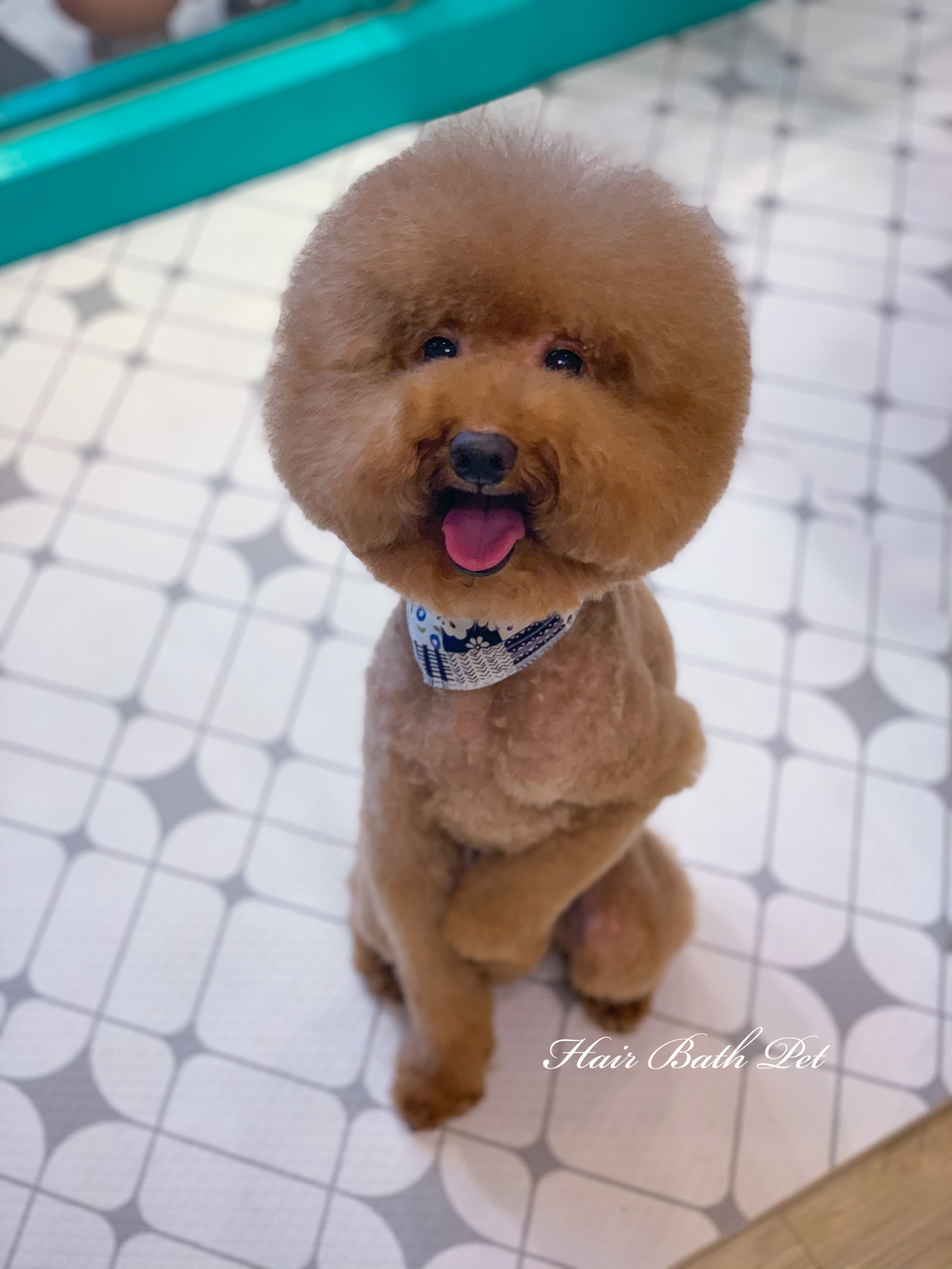 毛澡堂寵物沙龍（狗安親、住宿） - 服務說明 4