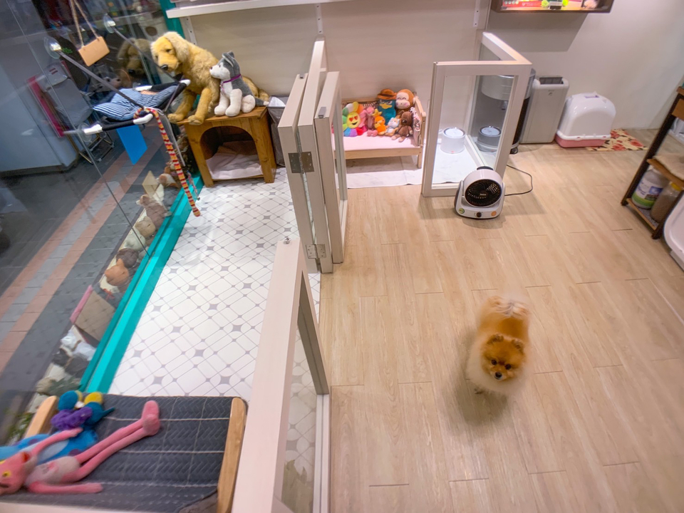 毛澡堂寵物沙龍（狗安親、住宿） - 服務說明 10