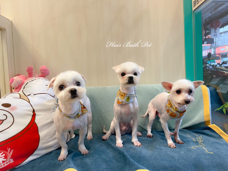 毛澡堂寵物沙龍（狗安親、住宿） - 服務說明 6