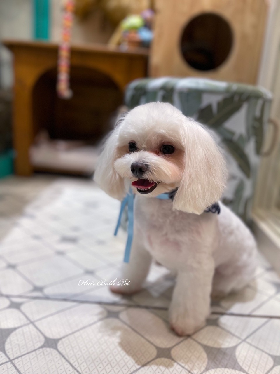 毛澡堂寵物沙龍（狗安親、住宿） - 服務說明 5