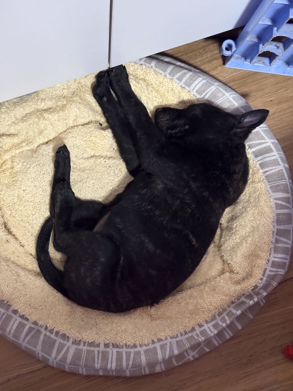 🐾可加時～長時間在你家陪伴 - 服務說明 1