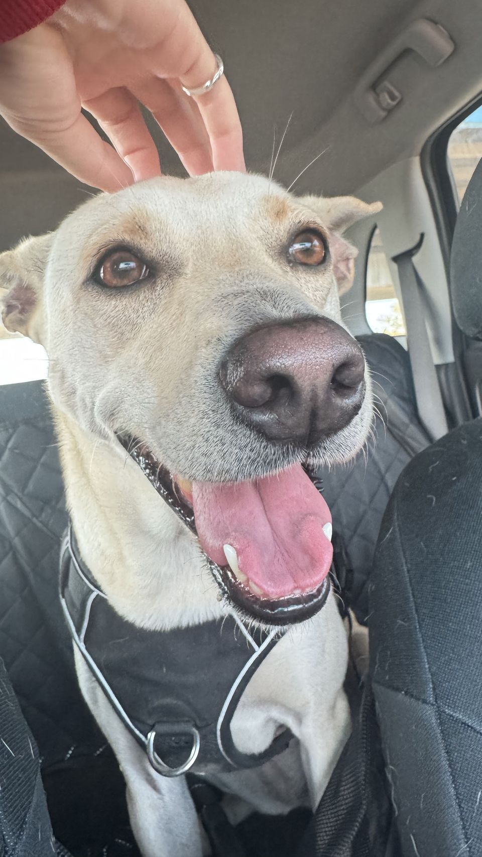 家裡也有貓貓狗狗 🐶🐱 希望陪伴小朋友們能讓他開開心心🥰 - Description 1