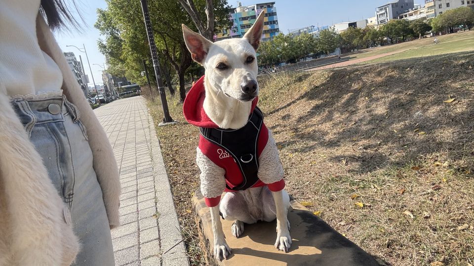 家裡也有貓貓狗狗 🐶🐱 希望陪伴小朋友們能讓他開開心心🥰 - Description 2