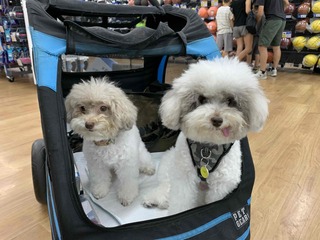 Riri🐾社會化🐾住宿 安親 散步