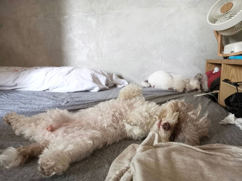 Bonjour的家💕｜逢甲、水湳、文華高中《住宿下單區》