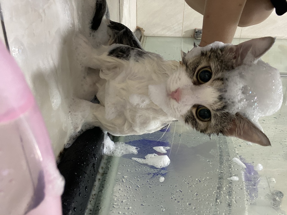 貓咪專業洗澡❤️❤️❤️幼貓專區🌟 - 服務說明 1