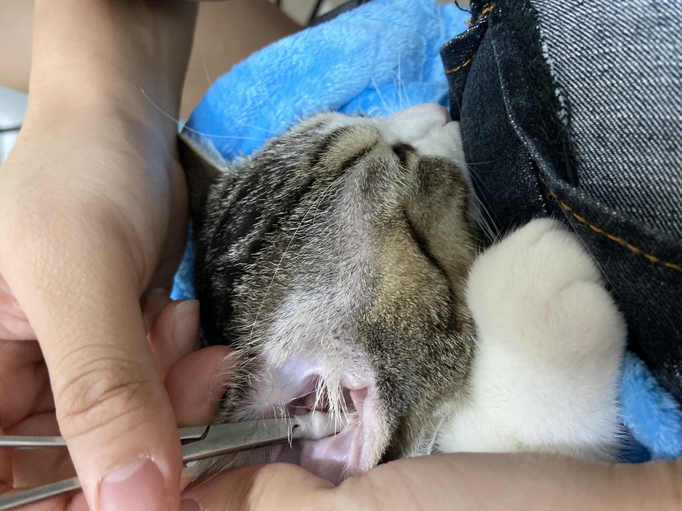 貓咪專業洗澡❤️❤️❤️幼貓專區🌟 - 服務說明 4