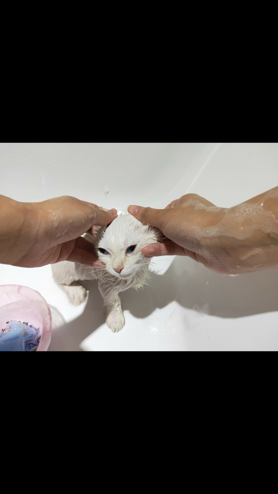 專業貓咪洗澡❤️❤️❤️B級美容師🌟（幼幼貓專區） - Description 2