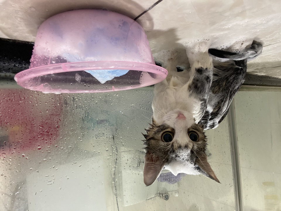 貓咪專業洗澡❤️❤️❤️幼貓專區🌟 - 服務說明 2