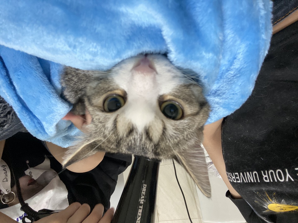 貓咪專業洗澡❤️❤️❤️幼貓專區🌟 - 服務說明 3