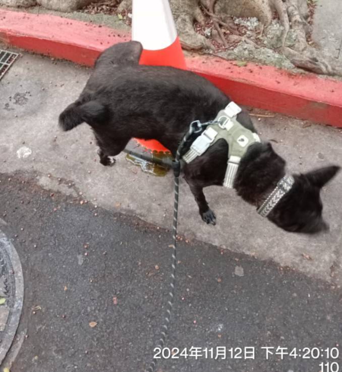 超funny超疼狗，你孩子就是我的孩子 - Description 11