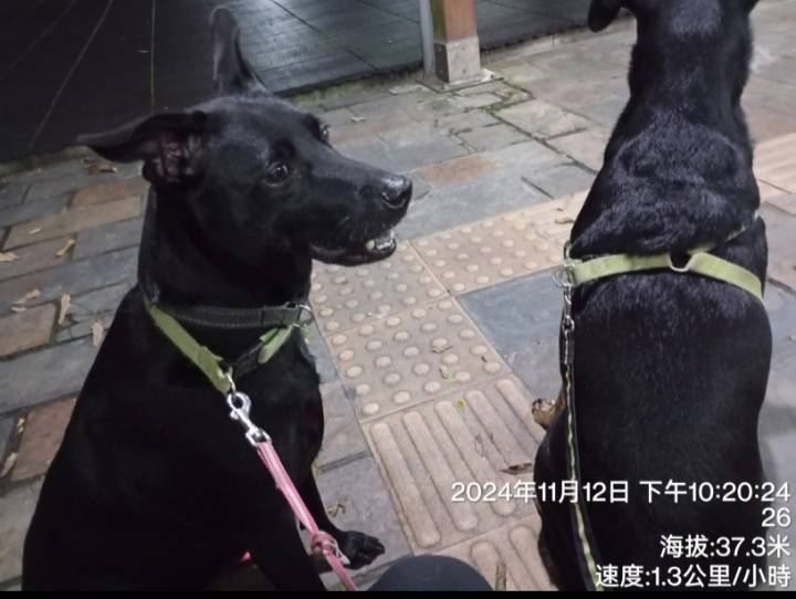 超funny超疼狗，你孩子就是我的孩子 - Description 5