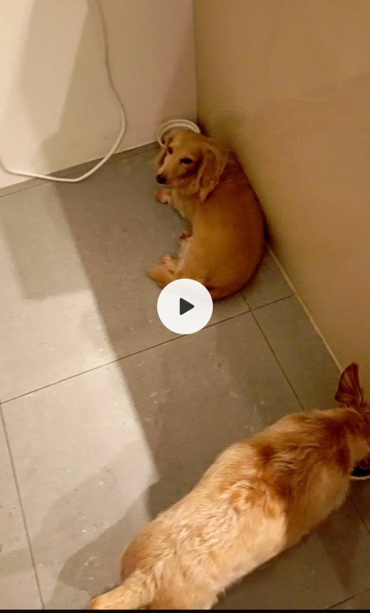 超funny超疼狗，你孩子就是我的孩子 - Description 2
