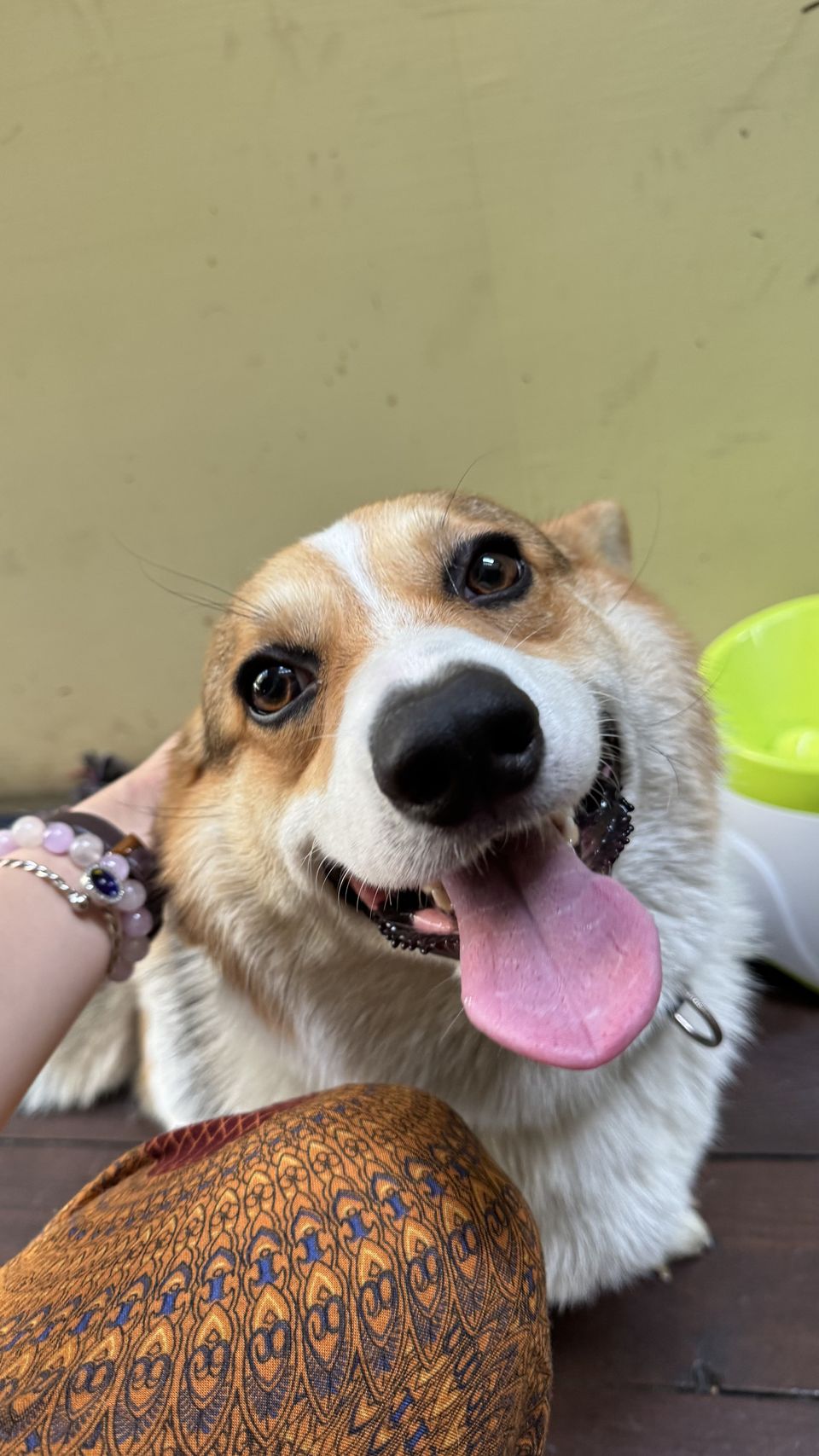 🥣到府照顧毛孩❤️🐈🐕 - 服務說明 5