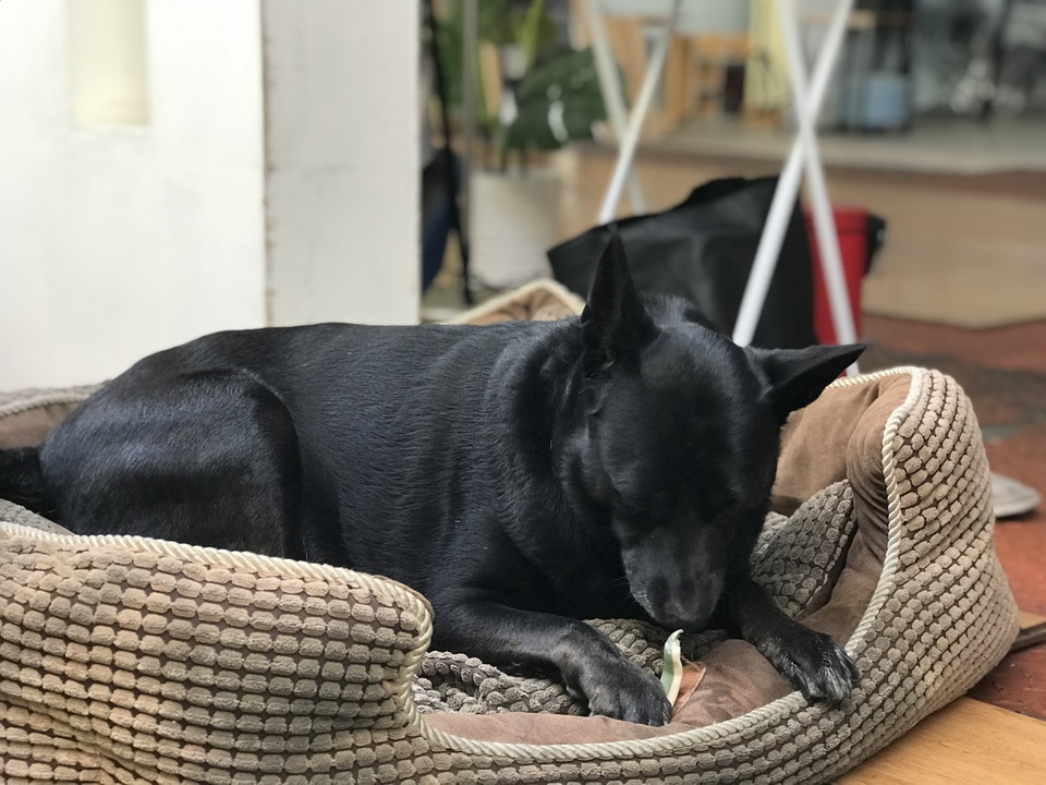 🥣到府照顧毛孩❤️🐈🐕 - 服務說明 8