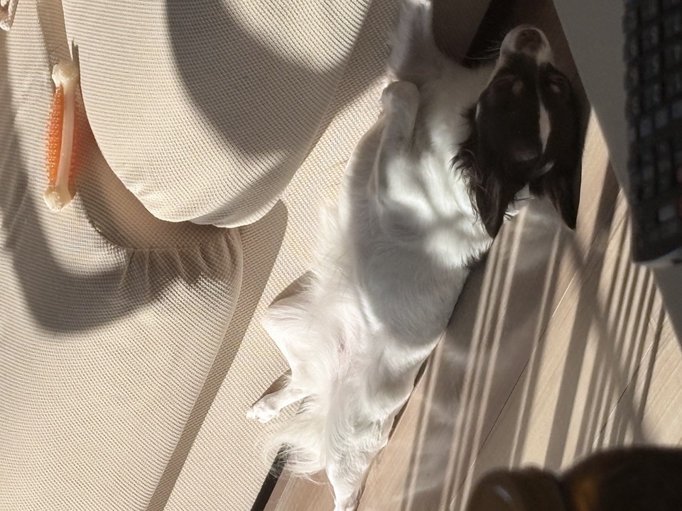 お散歩代行 - サービス説明 1