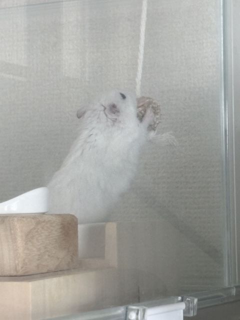 訪問シッター ⌇ 多頭飼いさんお得メニュー ⌇