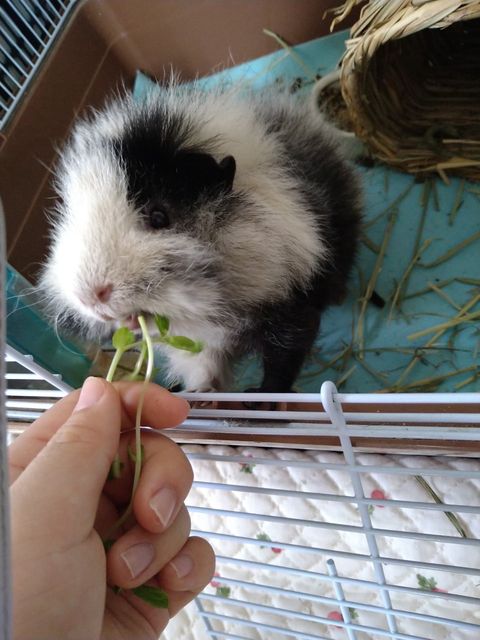 訪問シッター ⌇ 多頭飼いさんお得メニュー ⌇