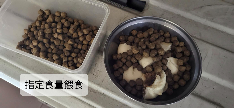 到府寵物保姆 - サービス説明 2