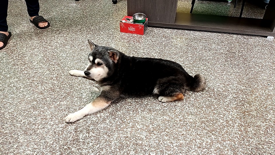 到府寵物保姆 - サービス説明 1