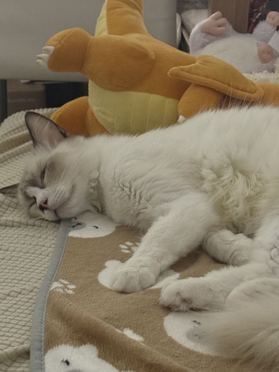 台北到府照顧服務｜了解貓習性，用心陪伴每一隻貓 - Description 1