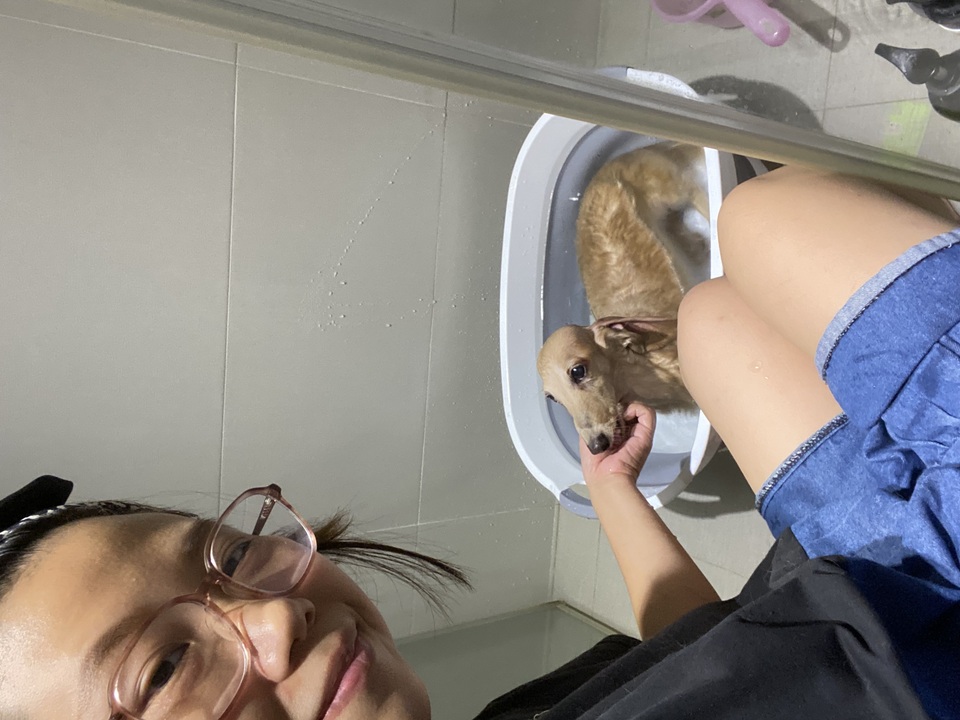 狗狗🐶居家寵物洗澡含基礎美容 - Description 1