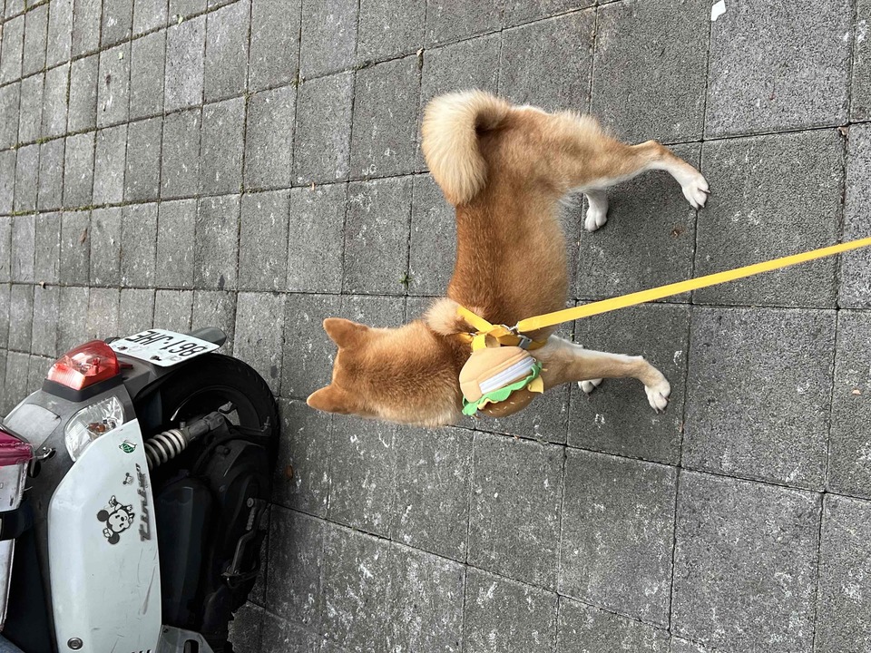 ponny陪玩記 - サービス説明 3