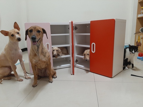 😍我家就是你家😍（北屯）                  （寵物住宿安親5年以上經驗）