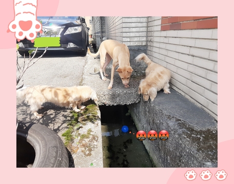 😍我家就是你家😍（北屯）                  （寵物住宿安親5年以上經驗）