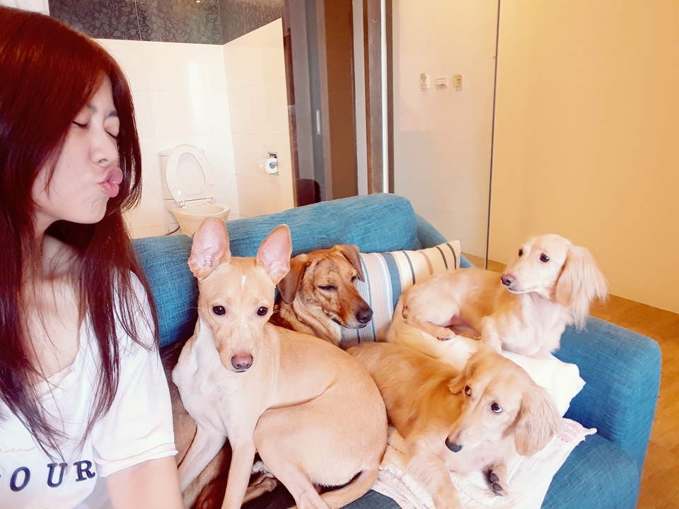 嘎嘎到你家🤩              ～～～～～～～～～～～～～～                                    寵物住宿安親3年以上經驗，並針對孩子習性行為做調整，讓孩子安心開心 - サービス説明 1