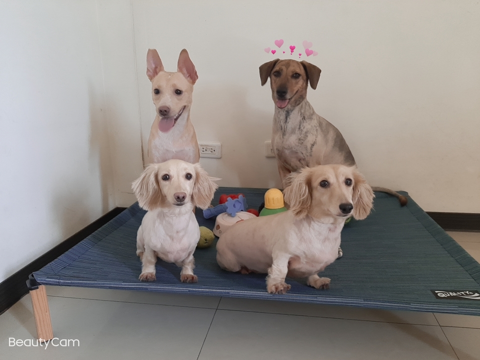 嘎嘎到你家🤩              ～～～～～～～～～～～～～～                                    寵物住宿安親3年以上經驗，並針對孩子習性行為做調整，讓孩子安心開心 - サービス説明 3