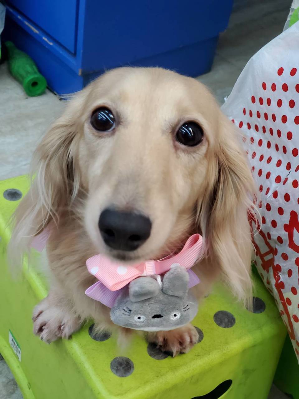 嘎嘎到你家🤩              ～～～～～～～～～～～～～～                                    寵物住宿安親3年以上經驗，並針對孩子習性行為做調整，讓孩子安心開心 - サービス説明 11