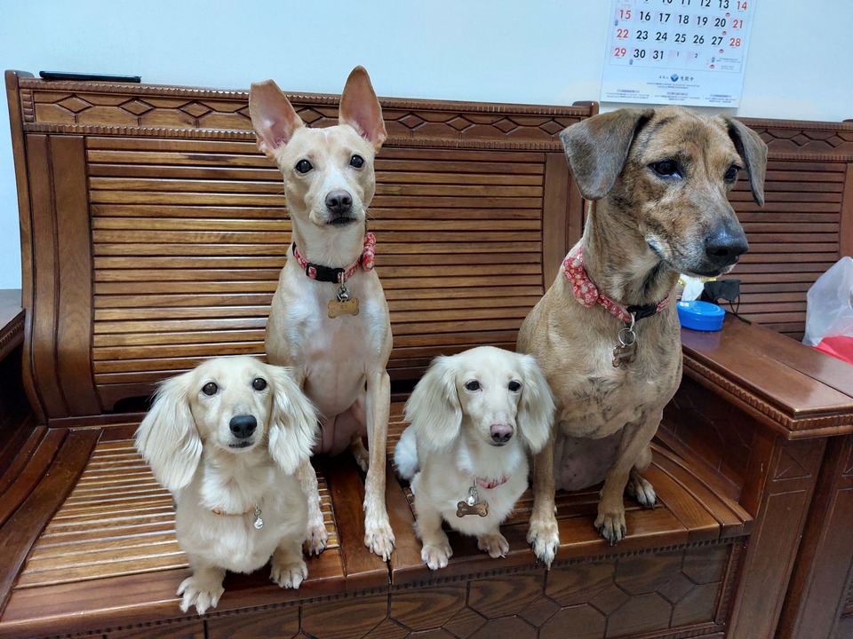 嘎嘎到你家🤩              ～～～～～～～～～～～～～～                                    寵物住宿安親3年以上經驗，並針對孩子習性行為做調整，讓孩子安心開心 - サービス説明 2