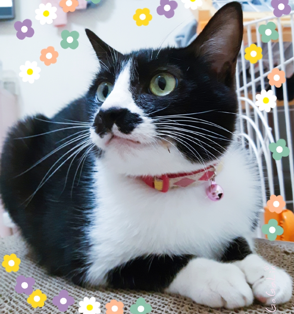 嘎嘎到你家🤩              ～～～～～～～～～～～～～～                                    寵物住宿安親3年以上經驗，並針對孩子習性行為做調整，讓孩子安心開心 - サービス説明 10