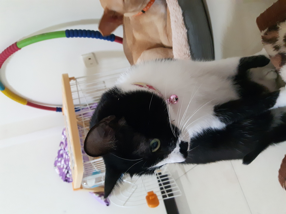 嘎嘎到你家🤩              ～～～～～～～～～～～～～～                                    寵物住宿安親3年以上經驗，並針對孩子習性行為做調整，讓孩子安心開心 - サービス説明 8