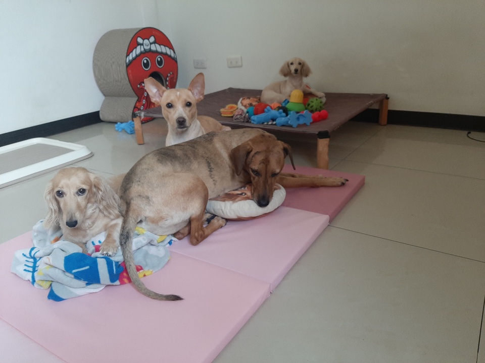 嘎嘎到你家🤩              ～～～～～～～～～～～～～～                                    寵物住宿安親3年以上經驗，並針對孩子習性行為做調整，讓孩子安心開心 - サービス説明 13