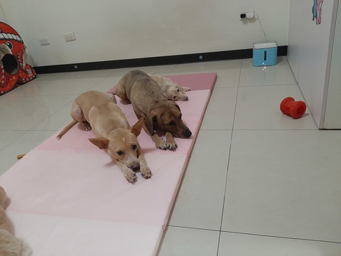 😍我家就是你家😍（北屯）                  （寵物住宿安親5年以上經驗）