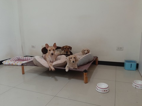 😍我家就是你家😍（北屯）                  （寵物住宿安親5年以上經驗）