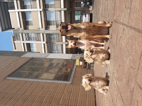 😍我家就是你家😍（北屯）                  （寵物住宿安親5年以上經驗）