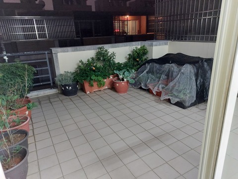 😍我家就是你家😍（北屯）                  （寵物住宿安親5年以上經驗）