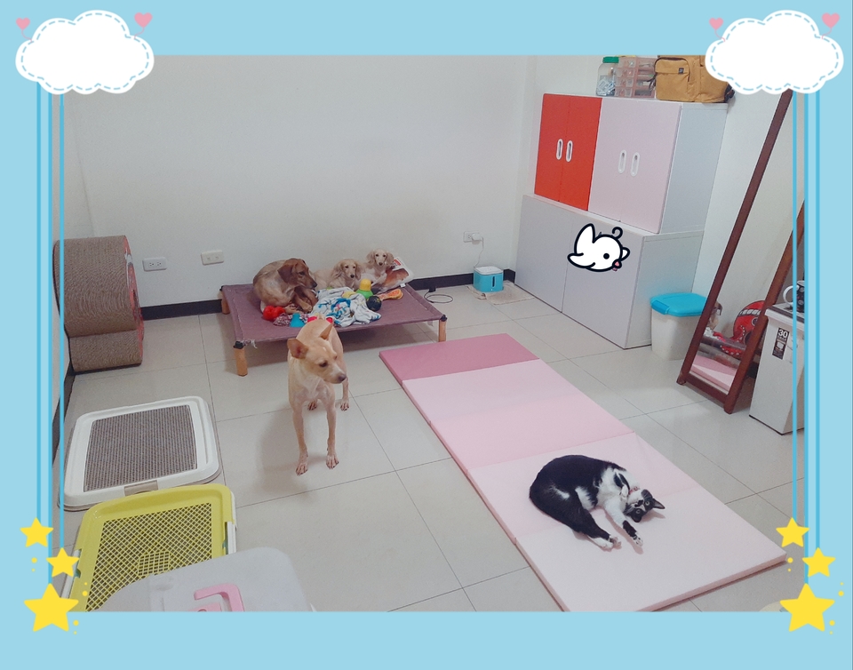 嘎嘎到你家🤩              ～～～～～～～～～～～～～～                                    寵物住宿安親3年以上經驗，並針對孩子習性行為做調整，讓孩子安心開心 - サービス説明 15