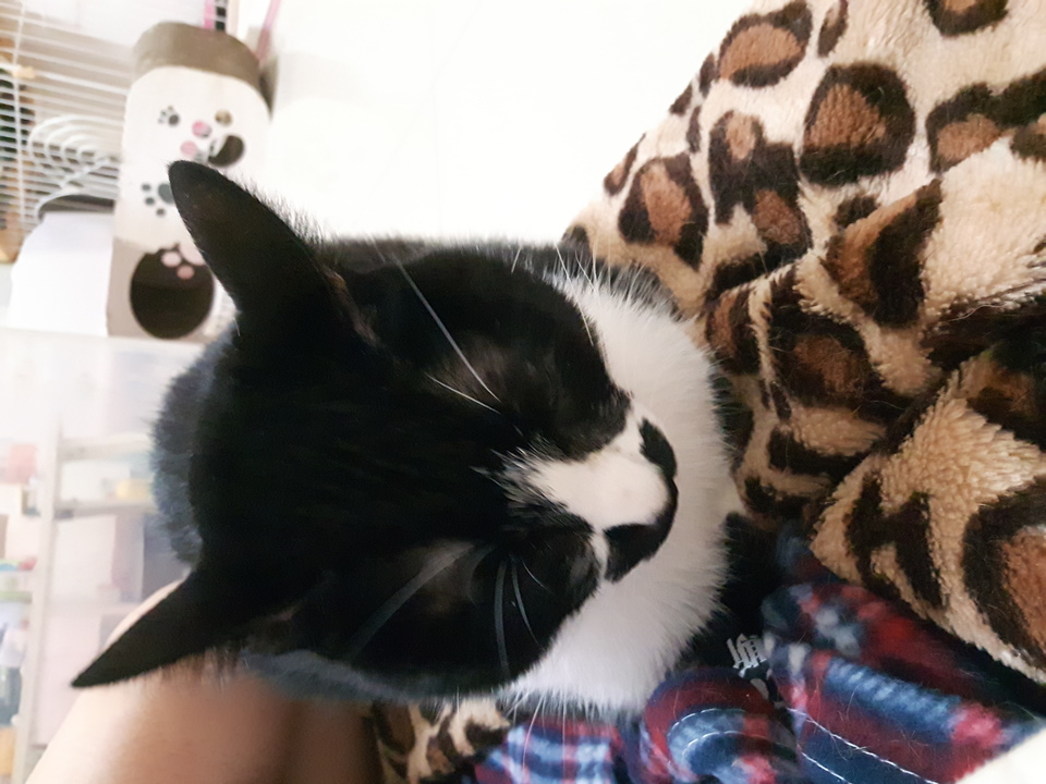 嘎嘎到你家🤩              ～～～～～～～～～～～～～～                                    寵物住宿安親3年以上經驗，並針對孩子習性行為做調整，讓孩子安心開心 - サービス説明 4