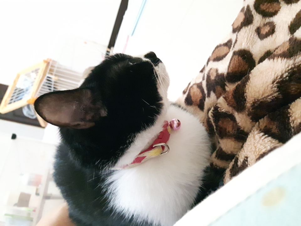 嘎嘎到你家🤩              ～～～～～～～～～～～～～～                                    寵物住宿安親3年以上經驗，並針對孩子習性行為做調整，讓孩子安心開心 - サービス説明 9